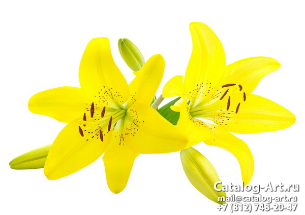 Yellow lilies 14